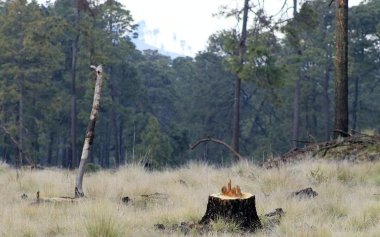 Deforestacion-en-la-Ciudad-de-Mexico-Foto-Cuartoscuro-20032024-1-1