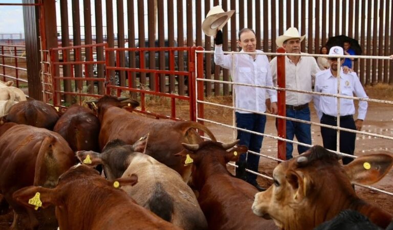 Durazo ganado 2 (2)