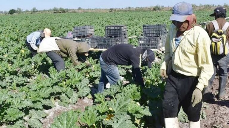 jornaleros-tematica.jpg_554688468