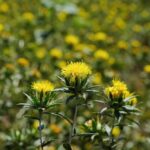 cártamo Sonora aceite