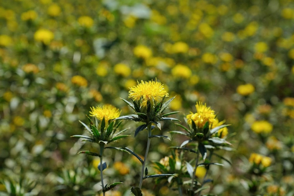 cártamo Sonora aceite