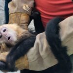 rescatan-10-monos-capuchinos-profepa