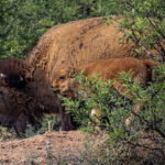 Bisonte sonora2