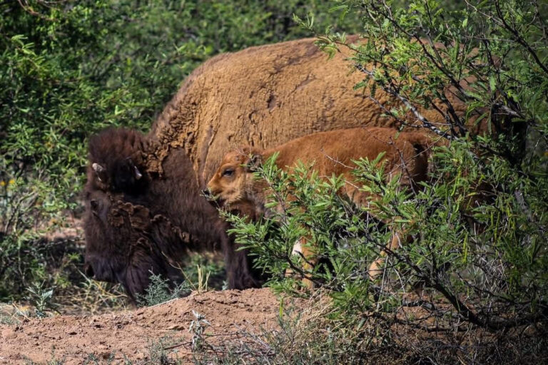 Bisonte sonora2