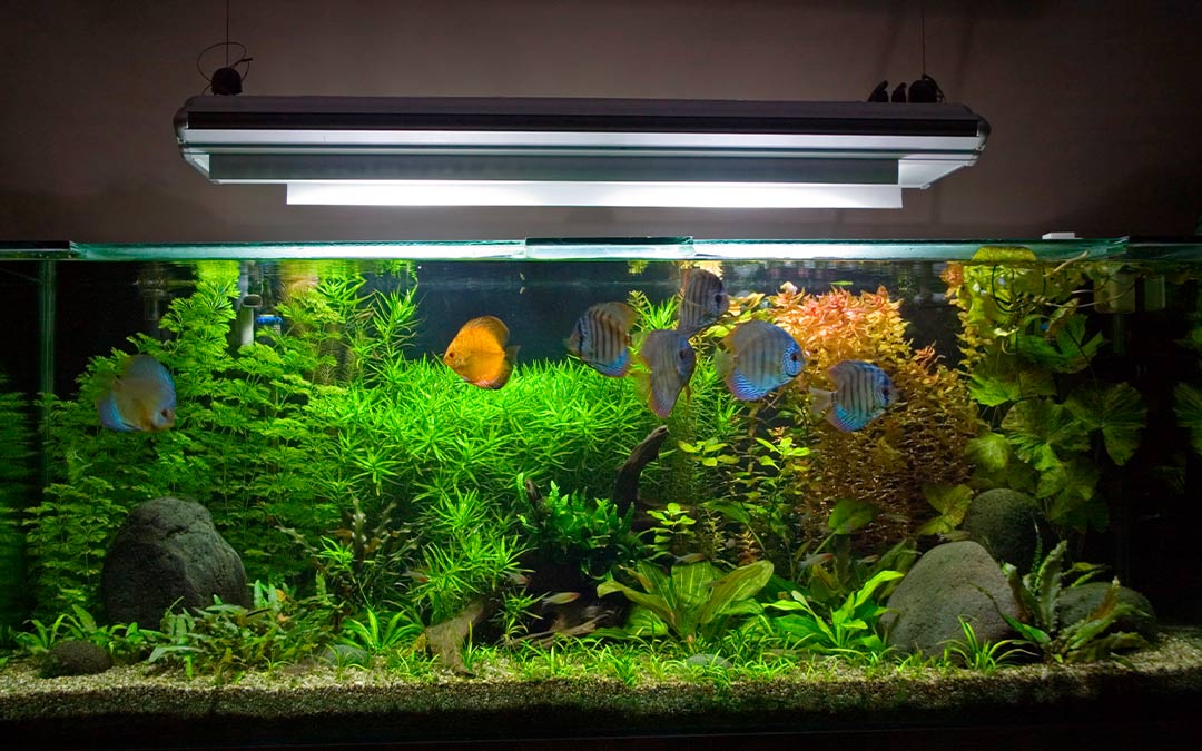 acuario_en_Casa_iluminacion