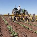 campo girasol