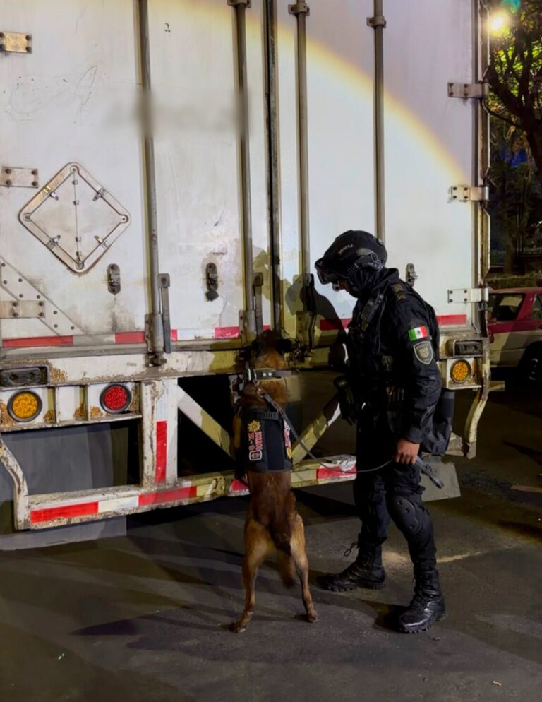en-alvaro-obregon-cdmx-se-descubrio-un-cargamento-de-droga-escondido-en-cajas-de-huevo-el-operativo-dejo-cuatro-detenidos-y-millonarias-perdidas-al-crimen-organizado-b4754c09