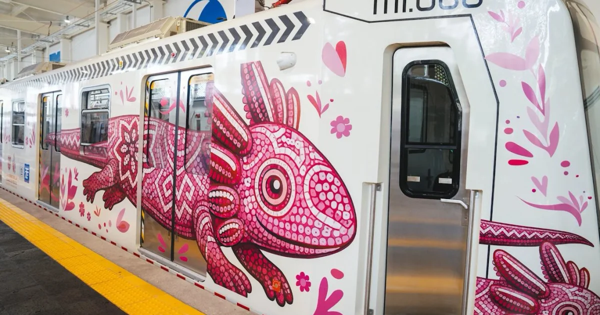 inauguran-en-cdmx-el-tren-ligero-el-ajolote_7039dd05-342f-4c8b-aa6d-68d196f1b999_medialjnredespreviewcrop