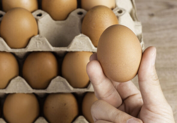storage of fresh egg for cooking , selection chicken egg