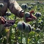 sinaloa agricultura