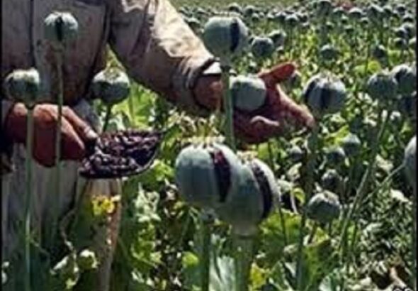 sinaloa agricultura