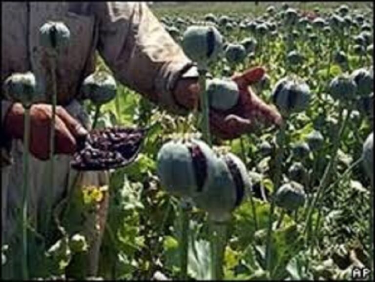 sinaloa agricultura