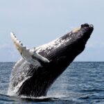 Hvalur_ballenas_islandia_1_23062026-2