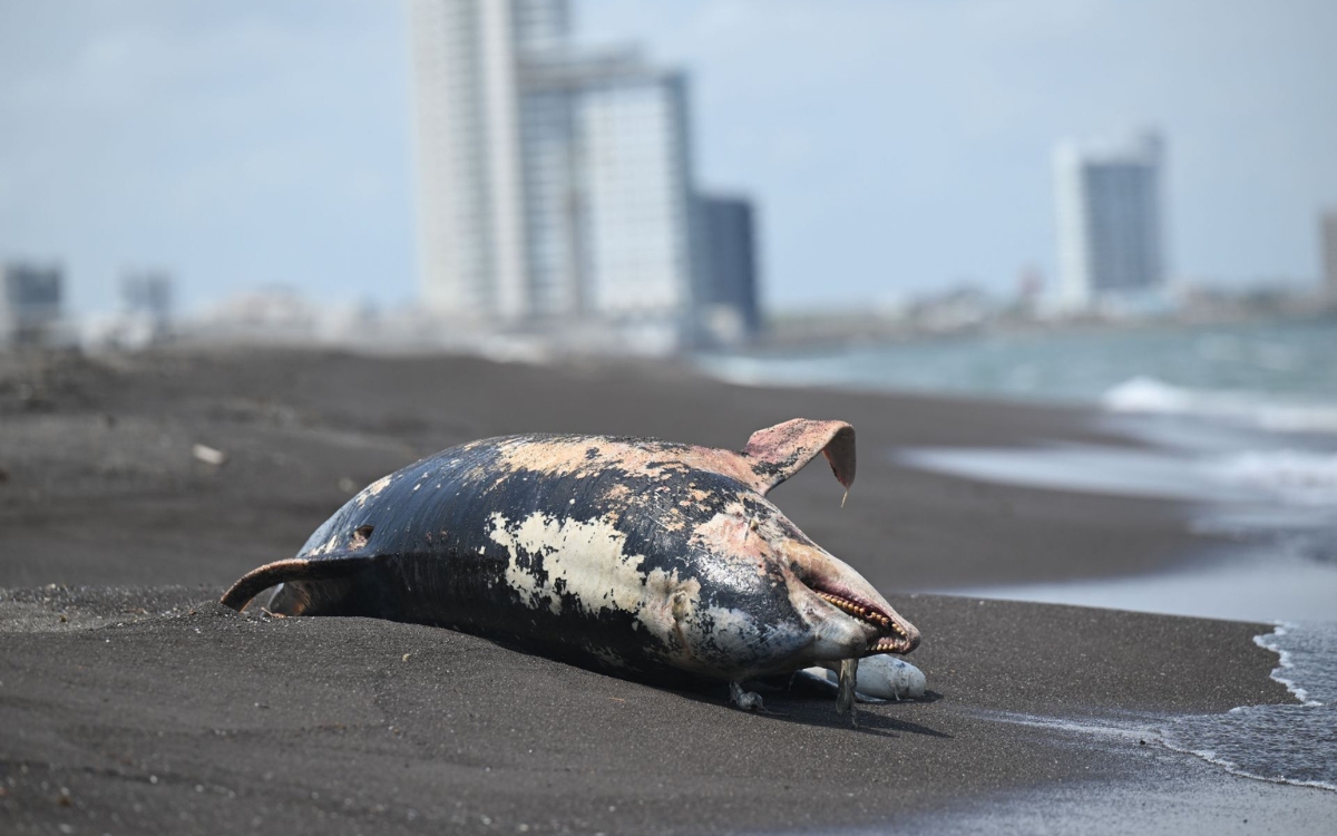 Oceana_Golfo_De_Mexico_3_08062026