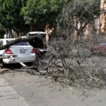 arboles-caidos-dejaron-lesionados-danos