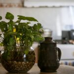 planta