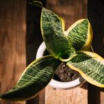 sansevieria