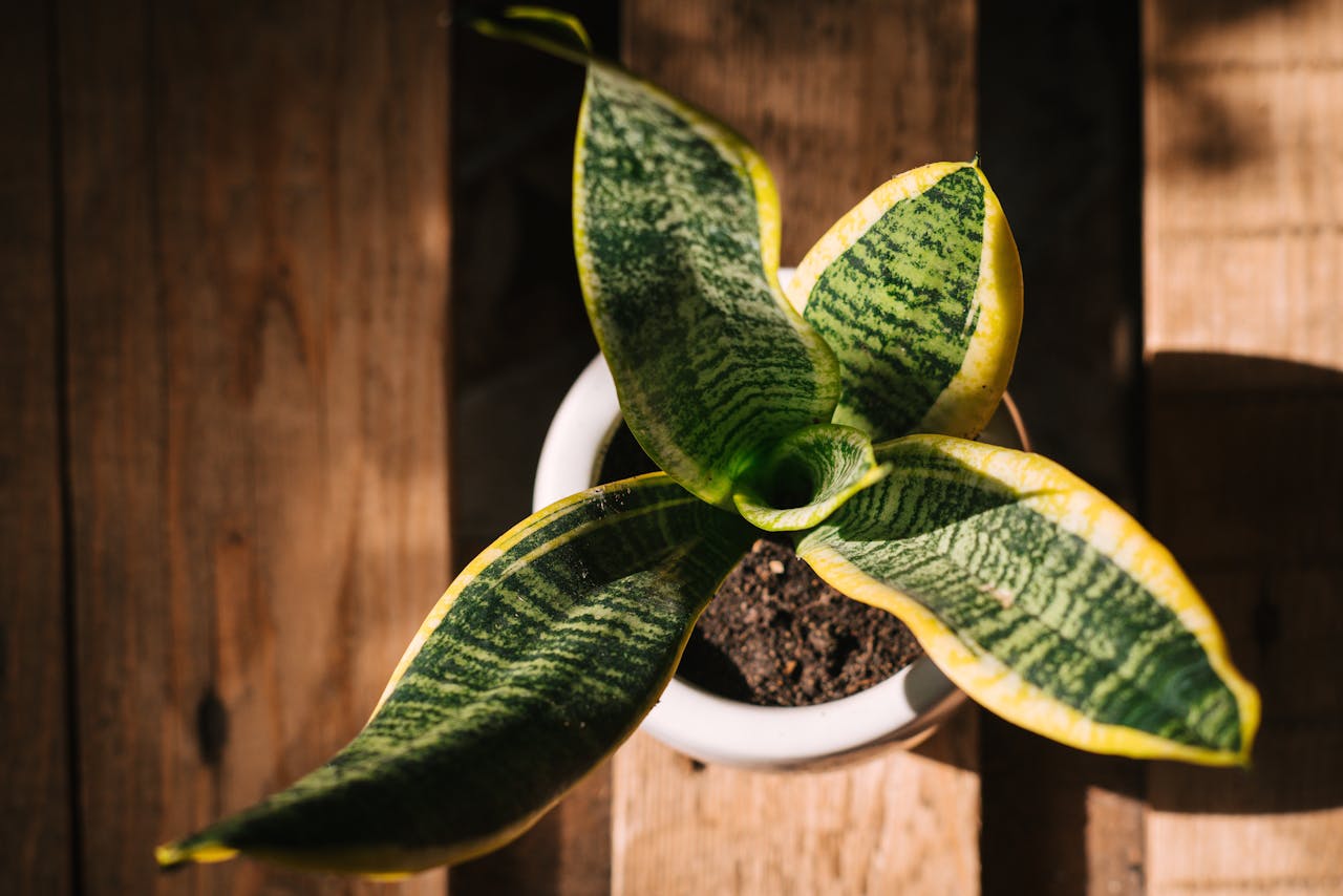 sansevieria