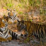 tigres