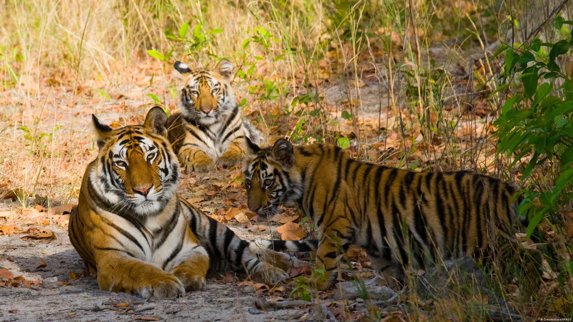 tigres