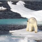 un-oso-polar-sobre-un-pequeno-bloque-de-hielo_f8043bcb_1200x630