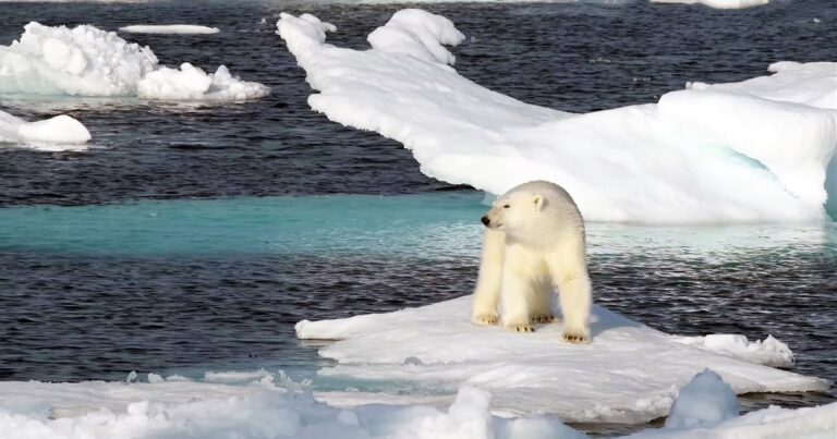 un-oso-polar-sobre-un-pequeno-bloque-de-hielo_f8043bcb_1200x630