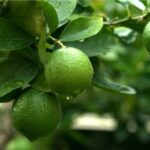 Limon persa de Papantla a Rusia