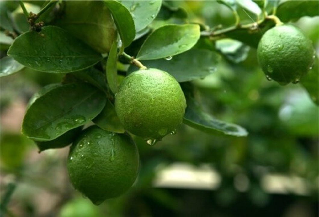 Limon persa de Papantla a Rusia