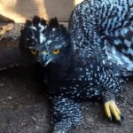 aguila-tirana-queretaro-07072026