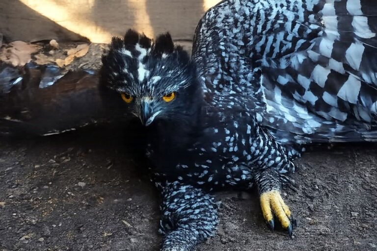 aguila-tirana-queretaro-07072026