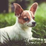 perro chihuahua