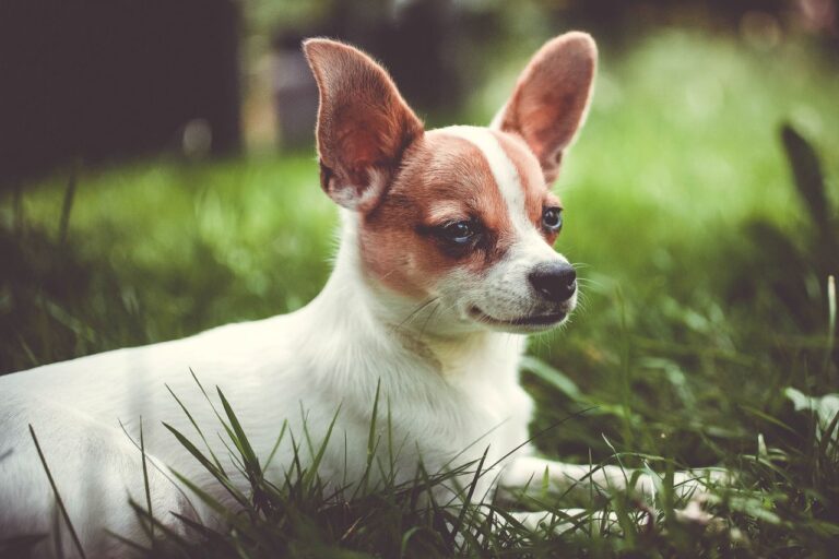 perro chihuahua