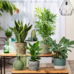 plantas-interioirpng