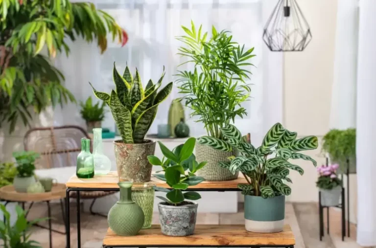 plantas-interioirpng
