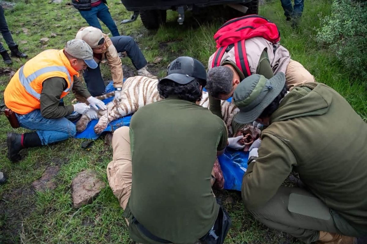 tigre-bengala-tepetlaoxtoc-eomex-02072026